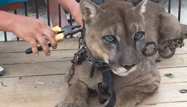 Con báo sư tử có tên là Mustafa, được giải cứu bởi ADI sau bao tháng ngày đau khổ và kiệt quệ.