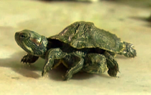 Một con rùa kỳ quái có hai đầu sáu chân đã trở thành "con vật nổi tiếng" ở tỉnh Tây Sơn, Trung Quốc. Những tưởng con rùa khó có thể sống sót, thế nhưng bất chấp việc có đến hai đầu và nhiều chân hơn bình thường, con rùa ba tháng tuổi này không hề gặp khó khăn khi đi lại và ăn uống như những con rùa bình thường khác.