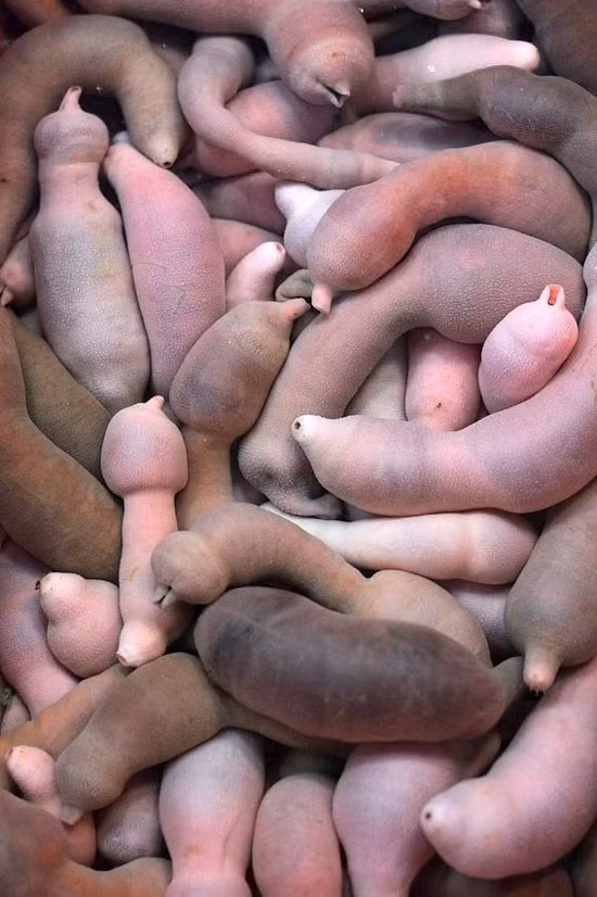 Tại một số nước như Hàn Quốc và Trung Quốc, những con sâu biển Urechis unicinctus được sử dụng như một món ăn. Tại Hàn Quốc, chúng thường được ăn sống với muối và dầu mè.