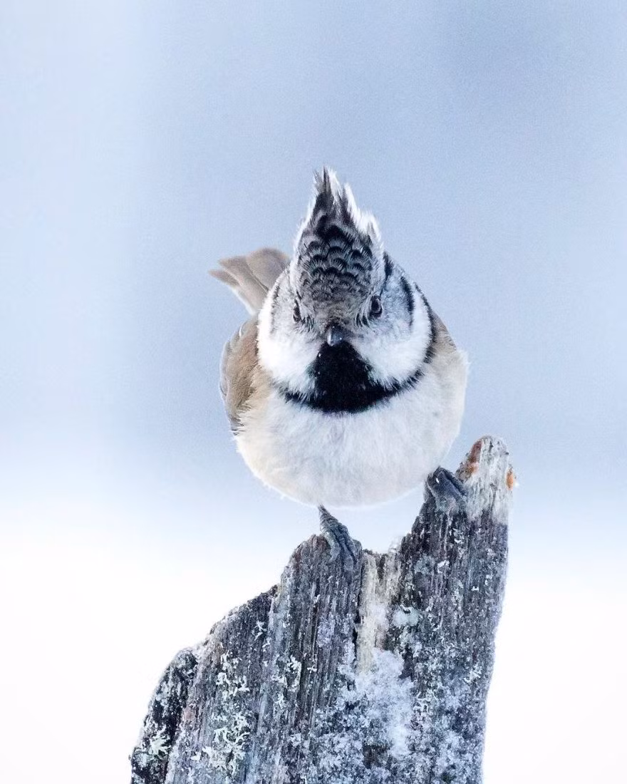 Đặc biệt, nhiếp ảnh gia Ossi còn vui tính thêm thắt những chú thích vui nhộn, khiến người xem không thể nhịn cười.