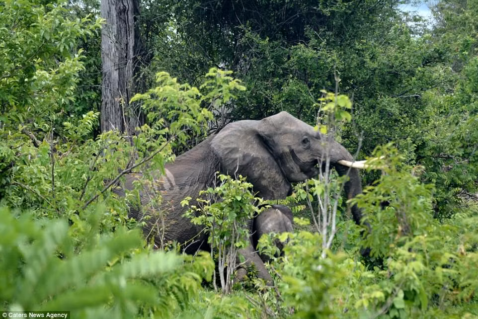 Thấy mẹ không đáp lại mình, voi con hốt hoảng động chạm, kêu khóc, cố gắng lay người mẹ.