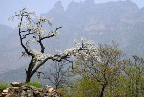 Ở đây có một cây lê đẹp tuyệt mỹ, lâu đời, được xem là một trong những điểm đặc trưng của thôn.