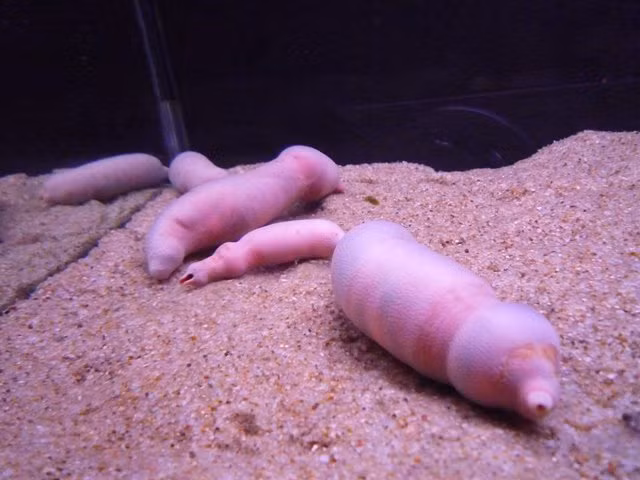 Tại Trung Quốc, sâu biển Urechis unicinctus thường được xào với rau hoặc phơi khô, tán thành bột, sử dụng như một gia vị làm ngọt món ăn.