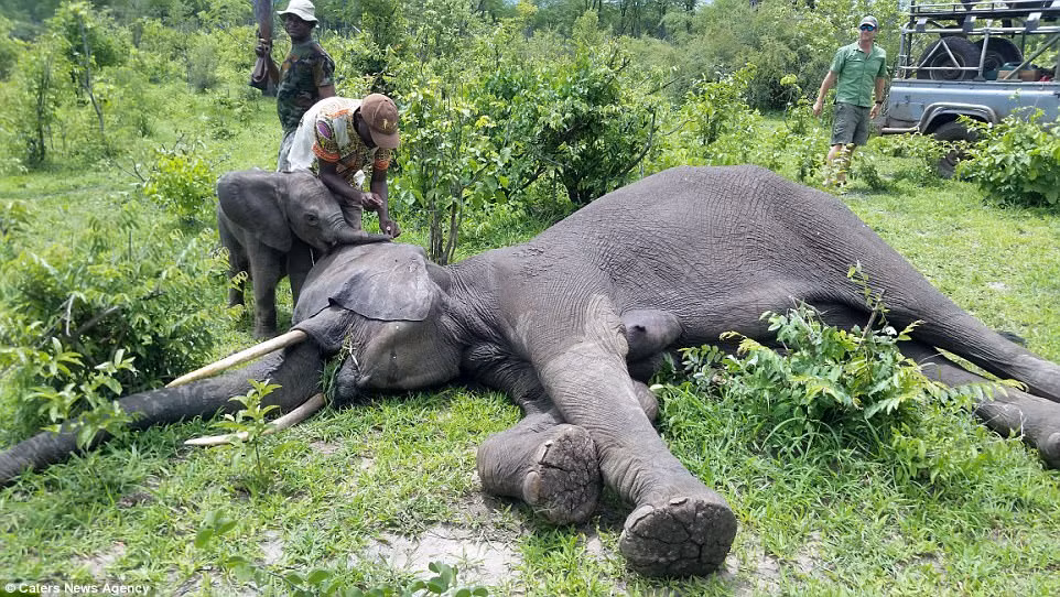 Câu chuyện cảm động xảy ra ở Vườn Quốc gia Nam Luangwa ở Zambia, Nam Phi, khi voi con mắc kẹt trong một cái hố nhân tạo cạnh một ngôi làng gần đó.