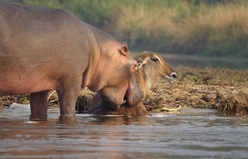 Mới đây, hướng dẫn viên Brenden Simonson ghi được những hình ảnh vô cùng ấn tượng khi hà mã và cá sấu kịch chiến, giúp linh dương đáng thương có cơ hội chạy thoát thân. Theo thông tin đăng tải, thời điểm con linh dương bị cá sấu cắn chặt lấy chân và kéo chìm xuống nước, một con hà mã khổng lồ bỗng nhiên xuất hiện.