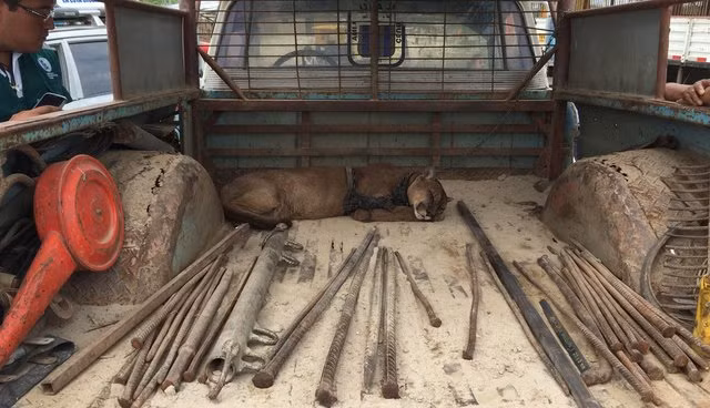 Con báo sư tử mồ côi đã phải chịu những đợt huấn luyện nghiêm khắc, phải biểu diễn mua vui cho con người, rong ruổi từ miền quê này đến miền quê khác trên đất nước Peru. Khi không phải biểu diễn, con báo sư tử lại ngủ trên thùng xe đầy ắp các vật dụng kim loại, rất lạnh lẽo.