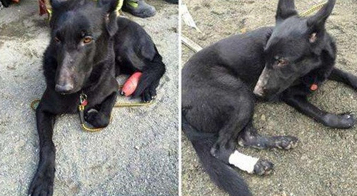 Hơn nữa, do tính chất công việc vất vả, nguy hiểm, thời gian làm việc của những con chó cứu hộ cũng ngắn. Khi được 8 tuổi, chúng sẽ nghỉ hưu và được đưa về trung tâm nuôi dưỡng để con người nhận nuôi.