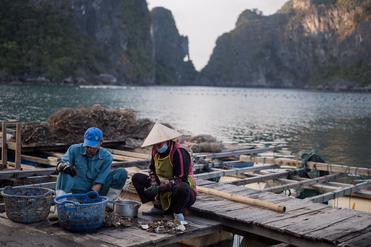 Bè nuôi hàu trên vịnh Hạ Long. Ảnh: Artem Chernov.