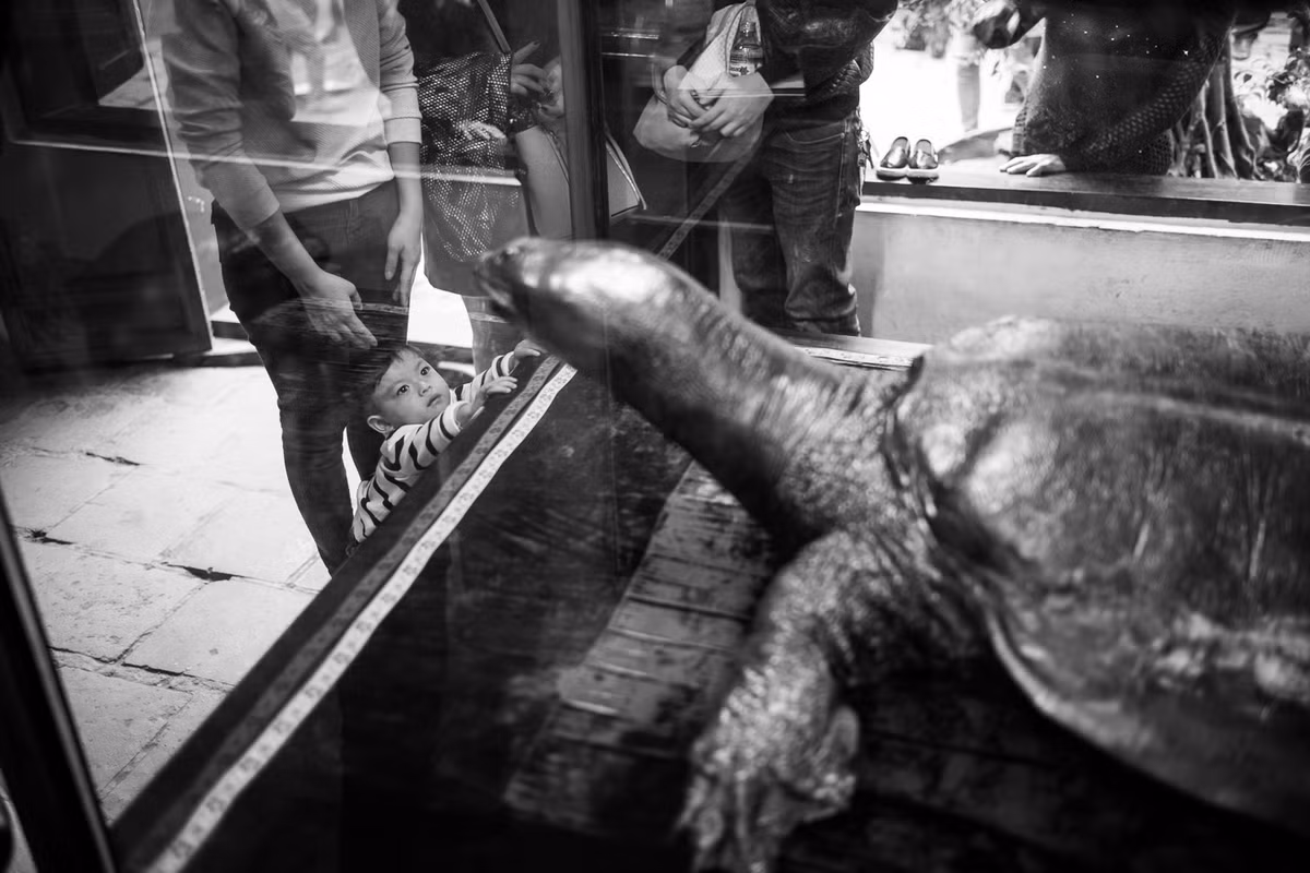 Tiêu bản cụ rùa trong đền Ngọc Sơn ở hồ Hoàn Kiếm, Hà Nội. Ảnh: Artem Chernov.