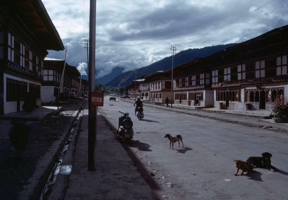 Những chú chó trên con đường ở Thimphu. Ảnh: Martin Parr/ Magnum Photos.