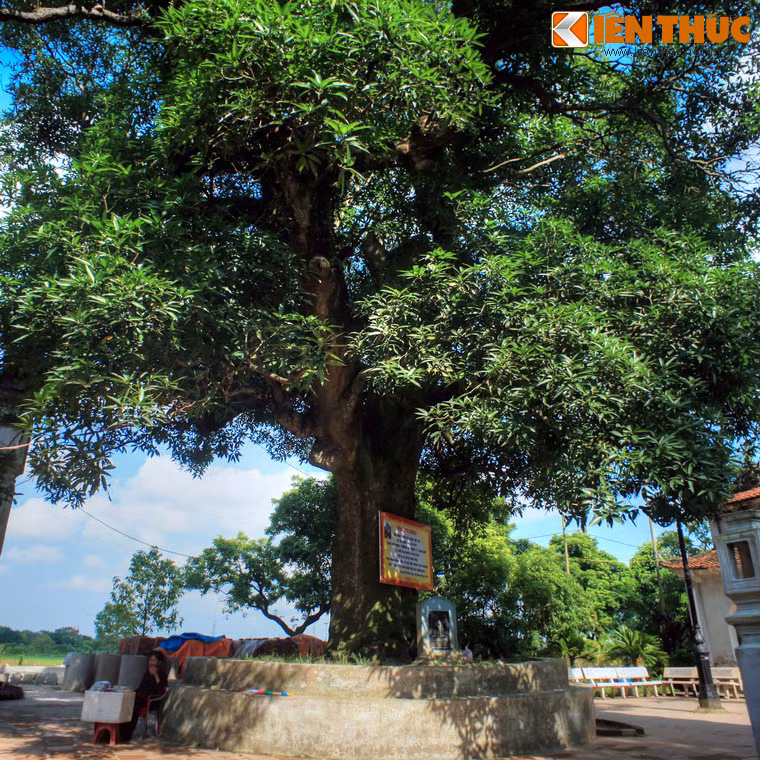 Trong khuôn viên chùa còn có hai cây muỗm cổ thụ, đã được công nhận là cây di sản của Việt Nam.