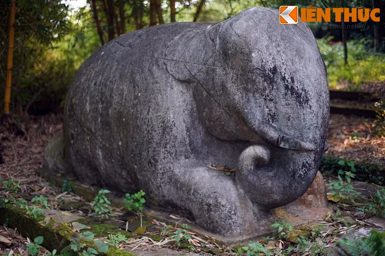 Thân voi không đeo xích như voi "chồng".