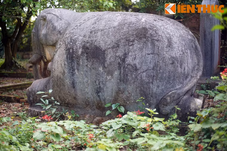 Đuôi voi vắt qua một bên chân.