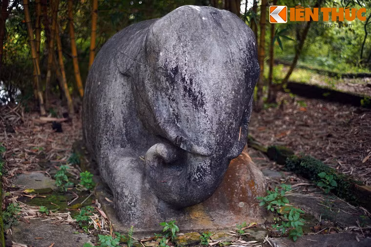 Vòi voi lệch về một bên, không nằm ở vị trí chính giữa như voi lớn.