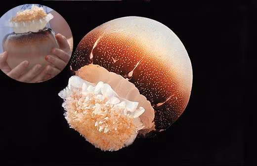 Nhung loai sua doc neu bi can chi vai phut da mat mang-Hinh-8