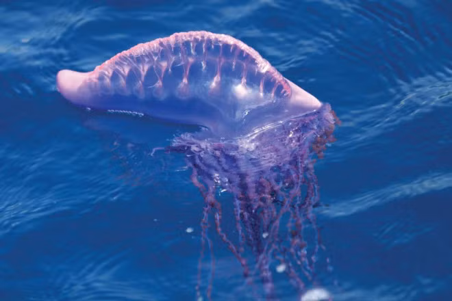 Nhung loai sua doc neu bi can chi vai phut da mat mang-Hinh-3