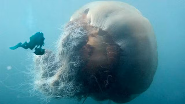 Nhung loai sua doc neu bi can chi vai phut da mat mang-Hinh-4