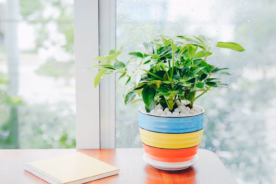 Chong dich sot xuat huyet nen trong nhung cay nay