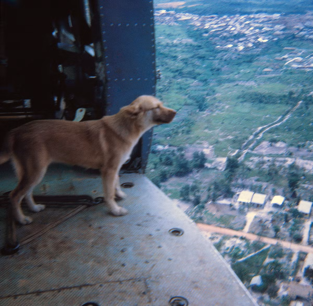 Chú chó linh vật của đơn vị trực thăng ngắm cảnh trong một chuyến bay. Ảnh: Mike Gilmore.