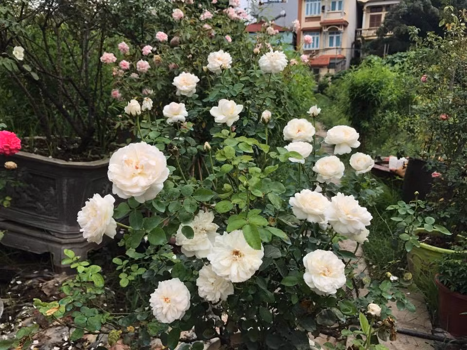 Tree rose trong khu vườn hồng của nữ đại gia Tây Hồ cũng khá đa dạng. Từ tree ngoại với màu trắng, màu hồng... Ảnh: Vietnamnet.