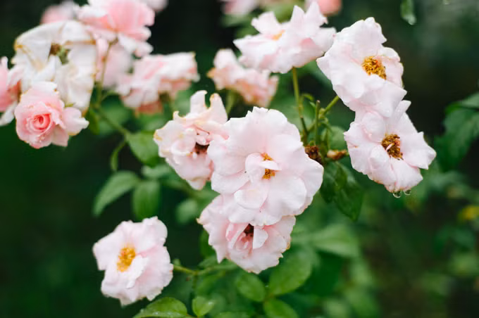 Những khóm hồng cổ nội địa khiến khu vườn sáng hơn trong ngày mưa ảm đạm. Ảnh: Ngôi sao.