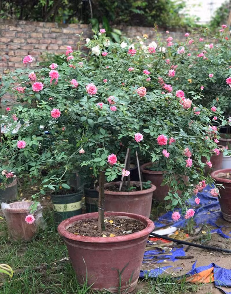 ...cho đến màu phớt hồng, màu vàng đều đủ cả. Ảnh: Vietnamnet.