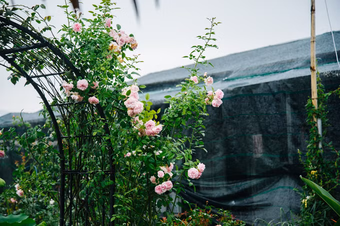 Hay các giống hoa hồng ngoại có nguồn gốc Anh, Pháp, Đức, Nhật, Hà Lan… Ảnh: Ngôi sao.
