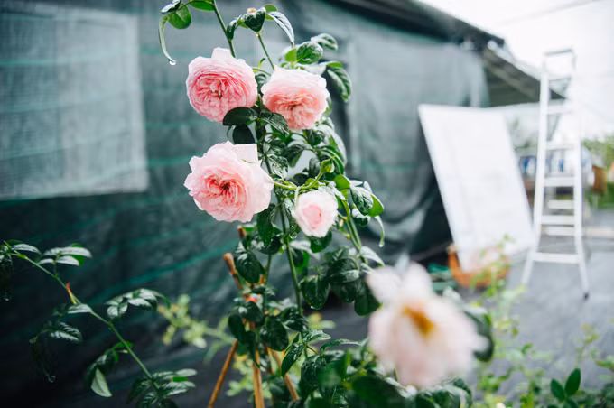 Khu vườn của Thiên Trang được thiết kế nhiều vòm cong bằng sắt, tạo giàn chống cho các giống hồng leo, hồng bụi. Đây cũng là nơi chụp ảnh ưa thích của khách khi tới tham quan vườn. Ảnh: Ngôi sao.