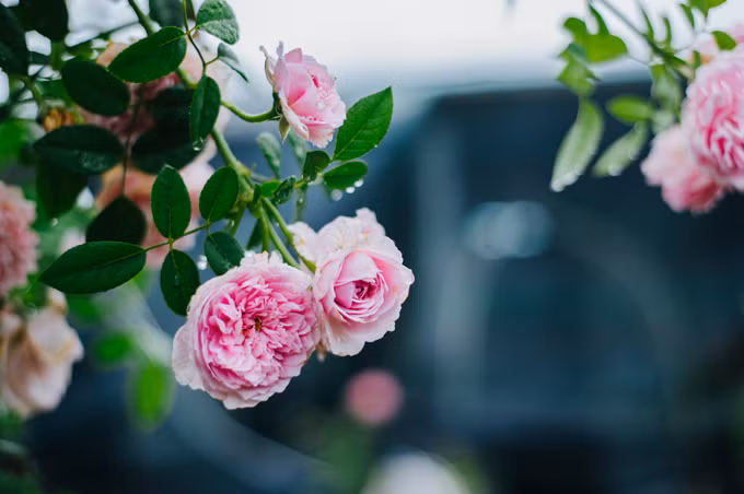 Bụi hồng duyên dáng, sang trọng thích hợp trồng tại cổng nhà hay hàng rào của các công trình kiến trúc hiện đại. Ảnh: Ngôi sao.