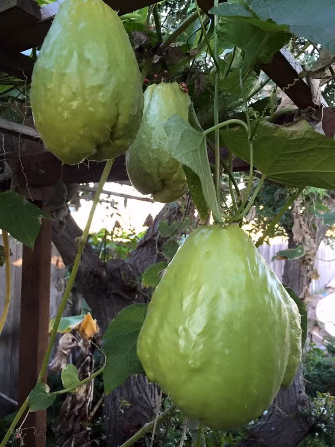 Thậm chí trong khu vườn của hoa hậu còn có cả su su. Ảnh: afamily.vn.