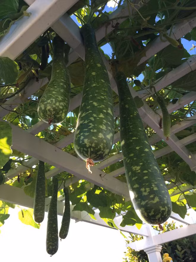 Giàn bầu sai quả và được bắc giàn rất chắc chắn. Ảnh: afamily.vn.