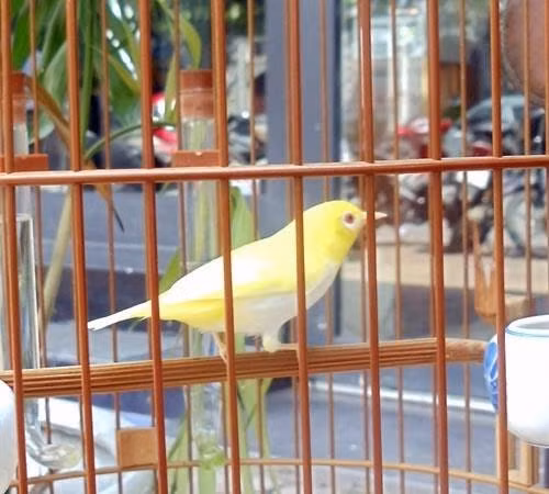  7. Chim biến đổi gen 10.000 USD Sau 2 năm (từ 2010 - 2012) chơi chim, anh Lý Hùng Tú (67B, quận Hai Bà Trưng, Hà Nội) đã bỏ ra 9.000 USD để mua chú chim hoàng khuyên, xanh bị biến đổi gen, toàn thân có màu mơ, vàng như chim yến. Ảnh: Tin nhanh online.