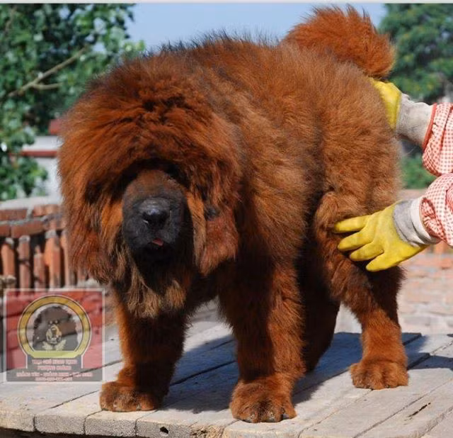 Chó ngao Tây Tạng không chỉ đẹp mà còn khôn ngoan, phụ thuộc nhiều vào tình yêu thương và sự hiểu biết khi chăm sóc chúng của người chủ. Một chú chó đạt chuẩn có 50% phụ thuộc vào giống, nửa còn lại nhờ sự chăm sóc. Chăm sóc cho các "chiến binh" này tốn nhiều công sức và đòi hỏi chuyên môn, y học kỹ càng. Ảnh: cachnuoichohay.com.