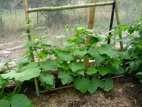 Thân tre, luồng cũng có thể tạo khung, lắp dây thép vào bên trong để dưa chuột, đậu cove, cà chua... thoải mái leo lên, ra hoa kết trái.