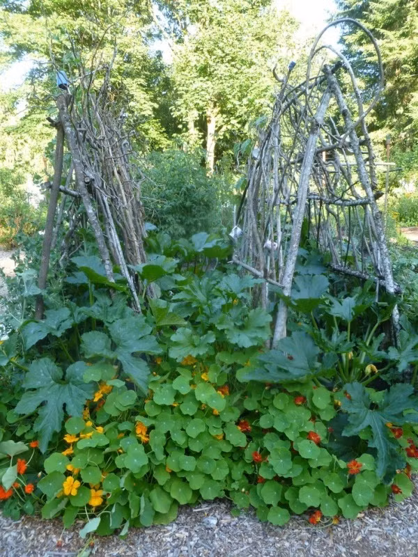 Khi nhà bạn có nhiều cành củi khô, đừng nên bỏ qua loại vật liệu 'thân thiện với môi trường' này để mang đến sự tiện lợi cho không gian sân vườn. Thiết kế giàn cho cây leo khung hình tam giác bằng các cành cây khô giúp những ngày nắng nóng cây vẫn có thể xanh tươi.