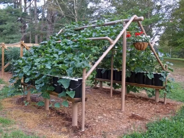 Tận dụng ống nước để làm khung tựa mái nhà, cây vừa leo tiện lợi vừa tạo hiệu ứng thẩm mỹ ấn tượng cho không gian sân vườn.