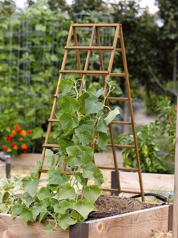 Thiết kế giàn ngay trên khung gỗ cũng là ý tưởng thú vị tăng tính thẩm mỹ và diện tích gieo trồng.