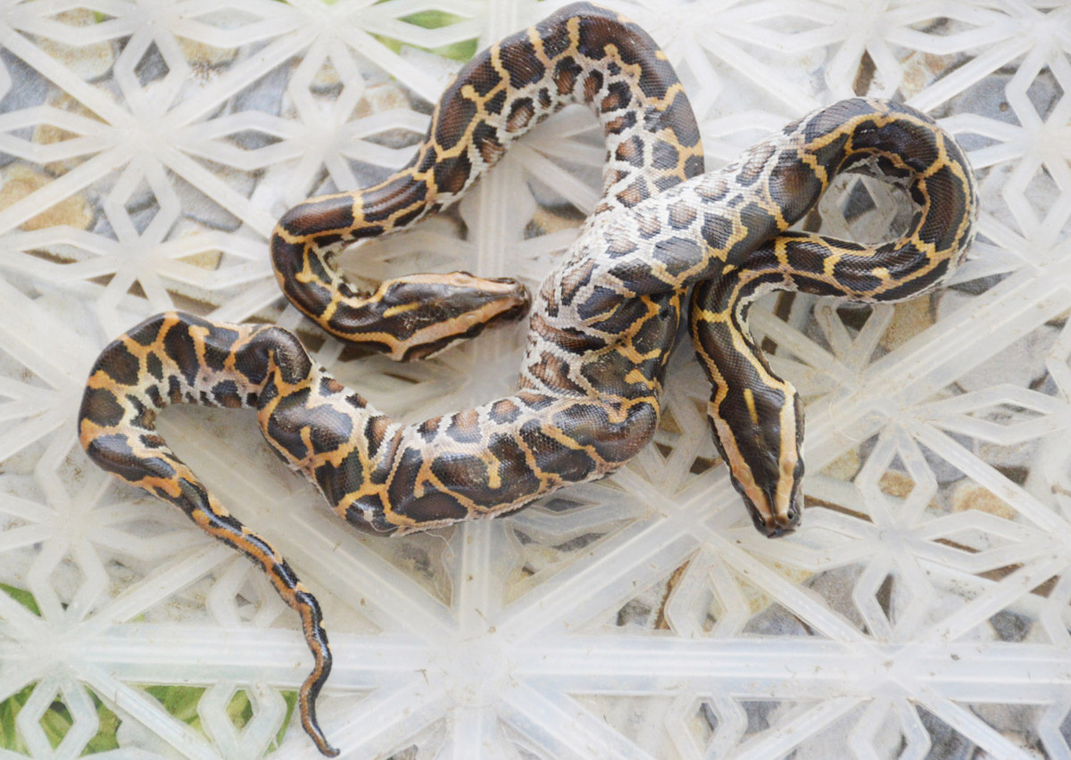 Ky la tran 2 dau o mien Tay, dai gia tra 