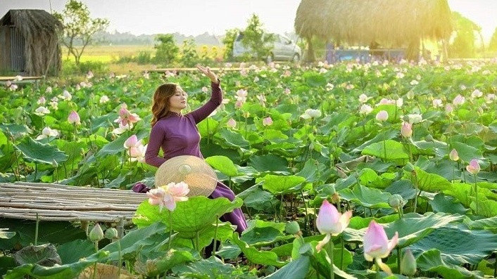 Đồng sen tại khu du lịch sinh thái Hòa Đồng.