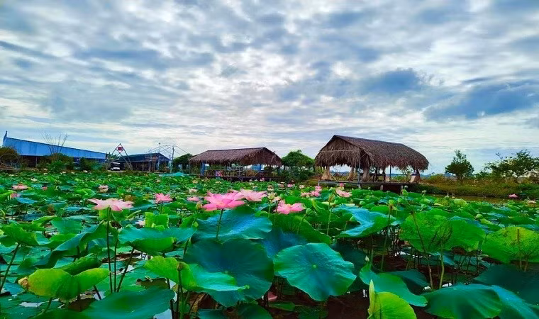 Đồng sen ở điểm tham quan du lịch Thân Thương (ấp 1, xã Mỹ Hòa, huyện Tháp Mười)