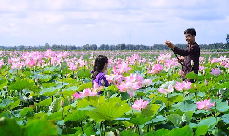Đi thong dong trên các cây cầu gỗ chụp ảnh cùng sen hay ngồi trong căn chòi trên cánh đồng lộng gió, sẽ là những kỷ niệm đẹp trong một chuyến tham quan tại cánh đồng quê yên ả. Đồng sen ở Gò Tháp.