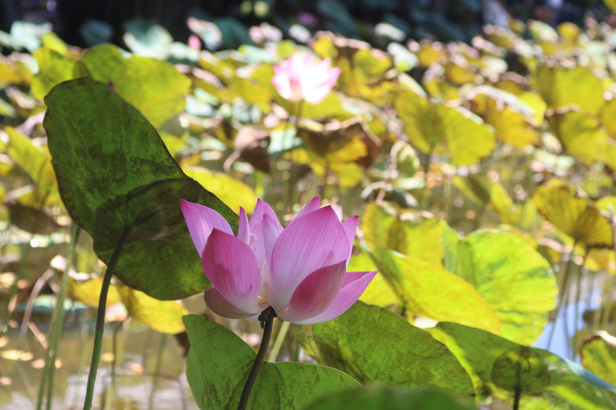 Không ồn ào, không khói bụi, không tiếng còi xe vội vã và đặc biệt là không chen lấn như những điểm du lịch khác, đồng sen Tháp Mười yên bình, gần gũi đến lạ kỳ. Khung cảnh nên thơ, gió đưa hương sen thoang thoảng, tinh khiết khiến bất kỳ ai cũng cảm thấy dễ chịu. Ảnh: IT.