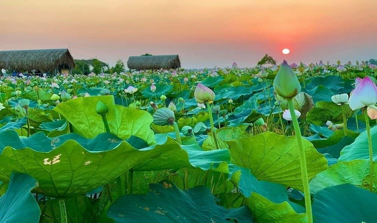 Bên cạnh đó, du khách còn được thưởng thức các món ăn đặc sản của miền Tây sông nước, được tự do câu cá thiên nhiên. Đồng sen Nghĩa Nhân.