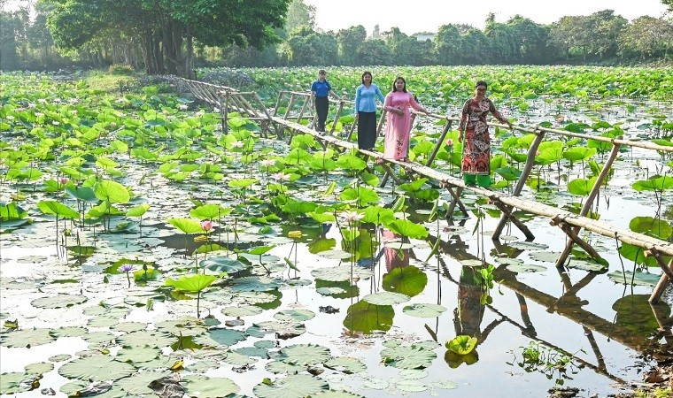 Đồng sen tại Khu di tích Xẻo Quít.