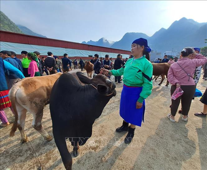 Doc dao cho bo Meo Vac-Hinh-3