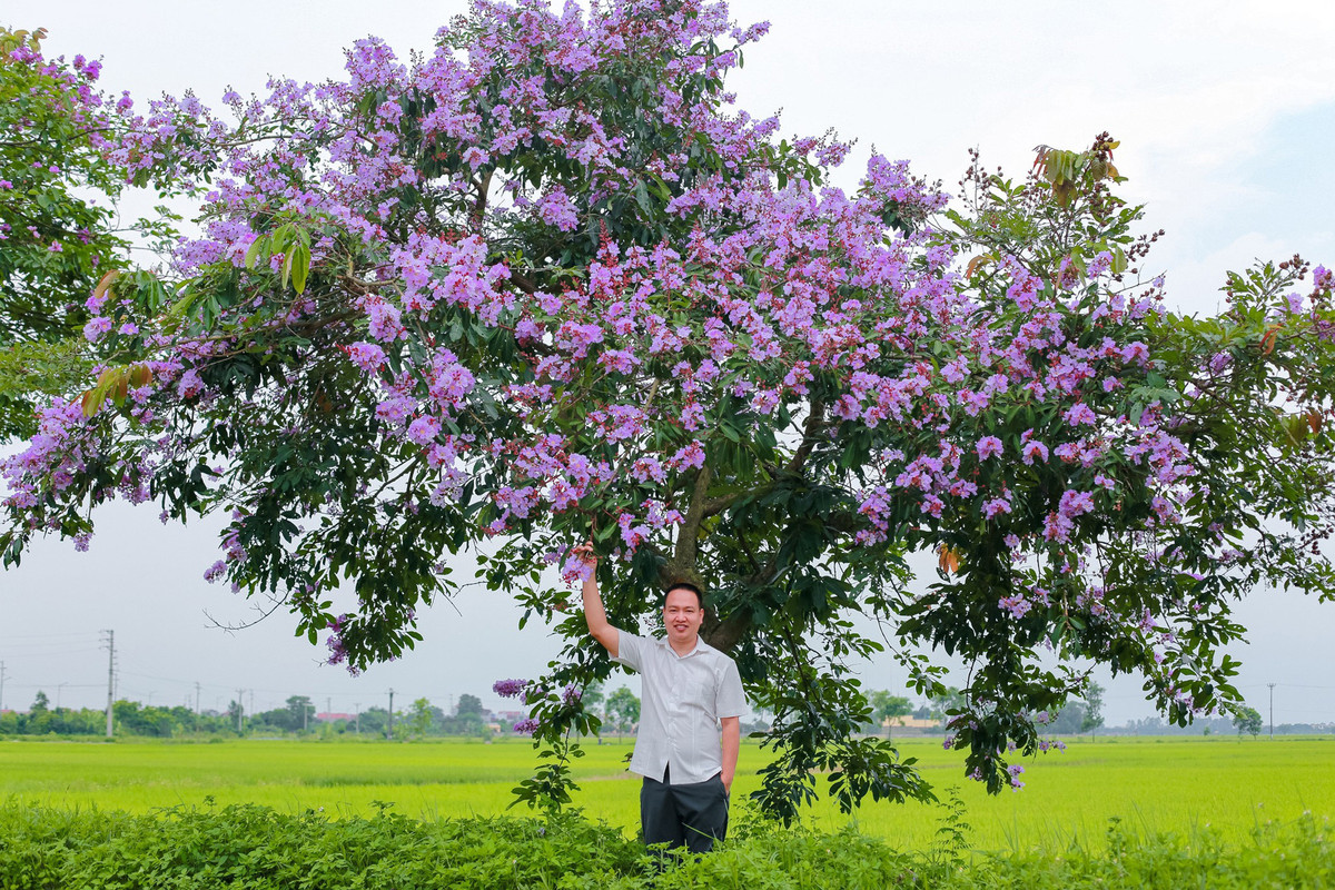 Con duong ben do ruc hoa phuong, ben tim lim bang lang-Hinh-5