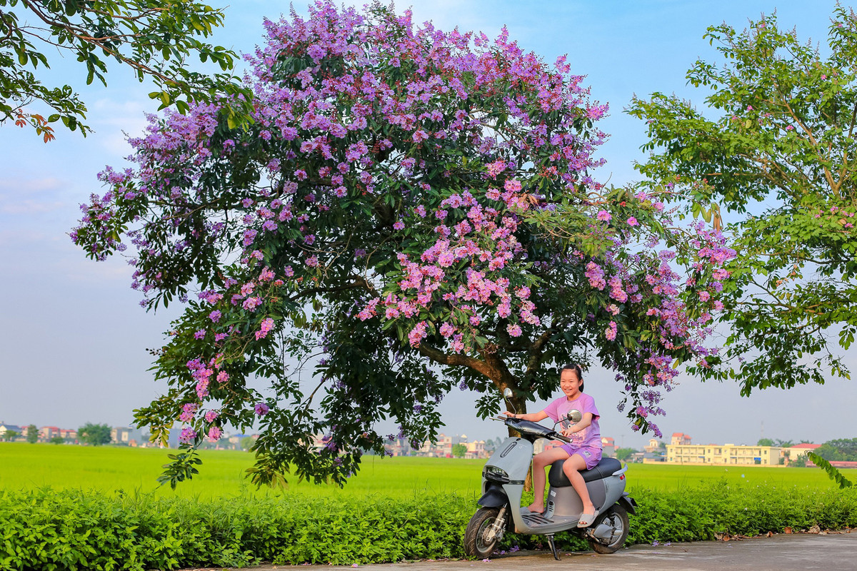 Con duong ben do ruc hoa phuong, ben tim lim bang lang-Hinh-6