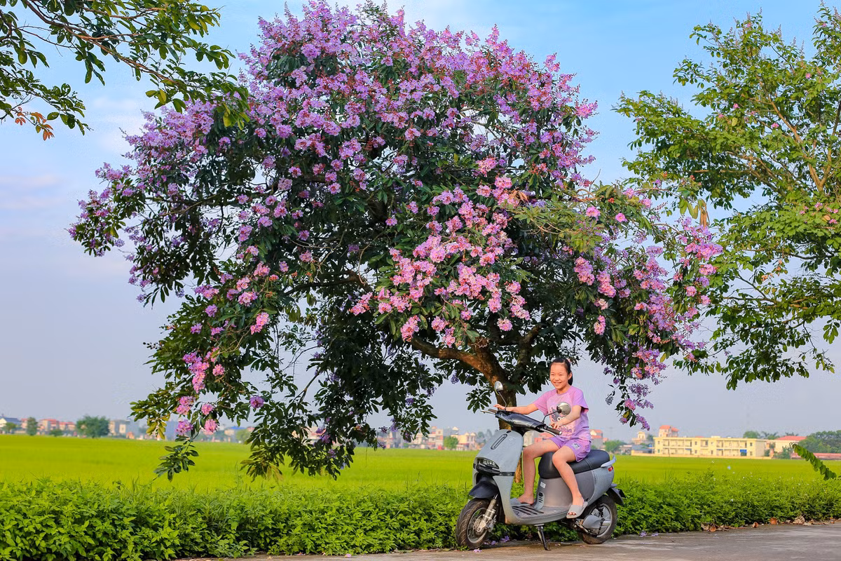Con duong ben do ruc hoa phuong, ben tim lim bang lang-Hinh-6