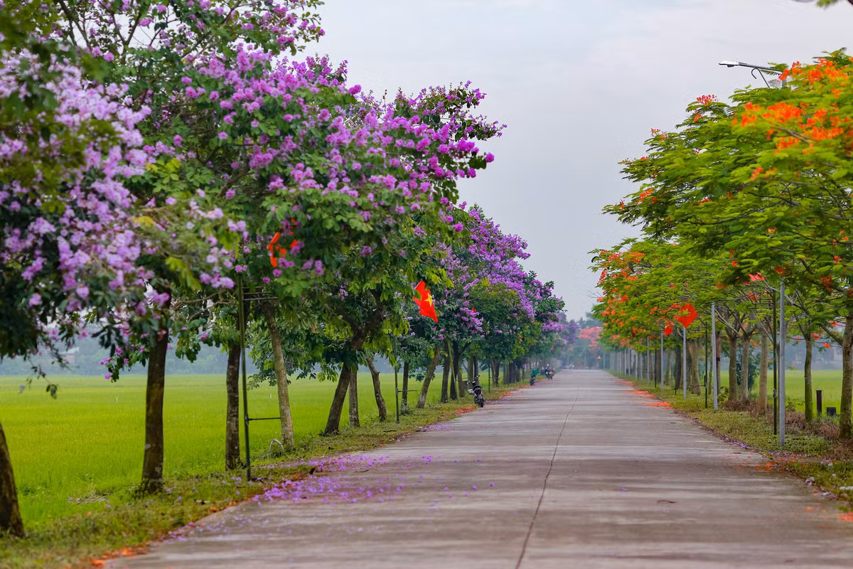 Con duong ben do ruc hoa phuong, ben tim lim bang lang