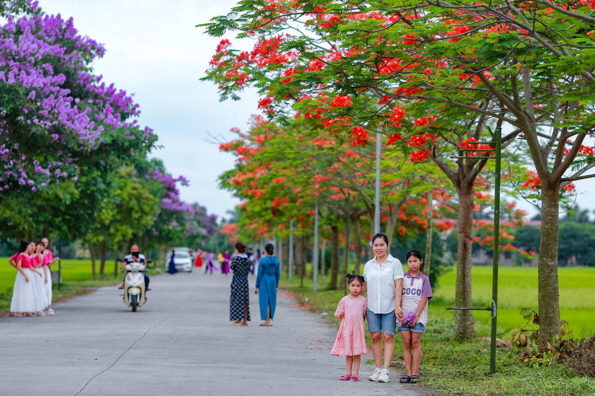 Con duong ben do ruc hoa phuong, ben tim lim bang lang-Hinh-2